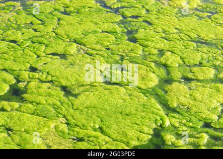 Grüne Algen auf der Wasseroberfläche. Stockfoto