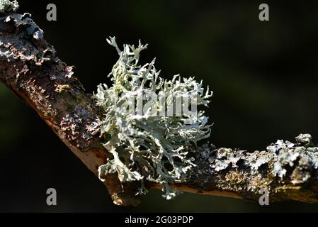 Flechten-Oakmoos ( Evernia prunastri ) auf einem Baumstamm. Natur Hintergrund. Stockfoto