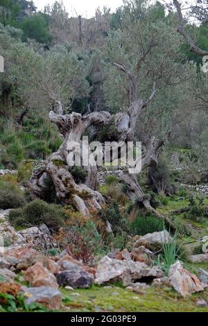 Olivenbäume, Sierra de Tramuntana Stockfoto