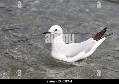 Maorimöwe / Schwarzschnabelmöwe / Chroicocephalus bulleri Stockfoto