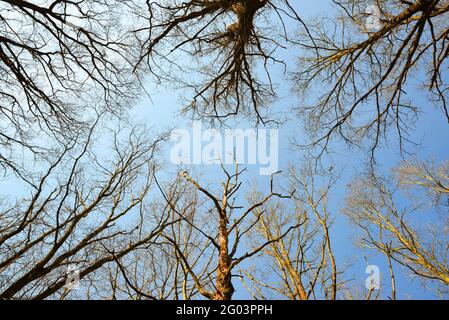 Die Spitzen der trockenen Bäume ohne Blätter mit blauem, sonnigem Himmel. Stockfoto