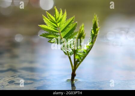 Junge Pflanze, die in einer Wasserpfütze wächst. Konzept des neuen Lebens. Stockfoto