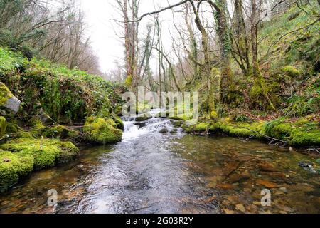 Gebirgsfluss aus transparentem Wasser mit Bäumen und reichlich Moos auf den Felsen. Flusslandschaft. Stockfoto