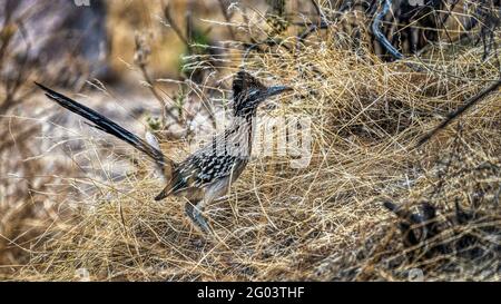 Größerer Roadrunner in der Sonoran-Wüste in der Nähe von Phoenix, Arizona Stockfoto