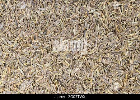 Hintergrund der Nahrung - viele Kala zeera (Elwendia persica) Samen Stockfoto