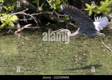 Ein Blaureiher fliegt über einen Teich im Südwesten von Ontario, Kanada. Stockfoto