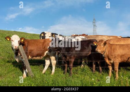 Eine Herde weidender Kühe Stockfoto