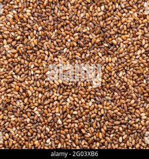 Quadratische Lebensmittel Hintergrund - Vollkorn-Teff-Samen aus der Nähe Stockfoto
