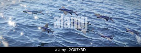 Fliegende Fische, Schule der Exocoetidae, Hintergrund Banner Stockfoto