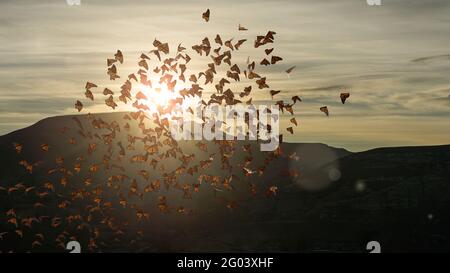 Schwarm von Monarchschmetterlingen, Danaus plexippus Gruppe während des Sonnenuntergangs Stockfoto