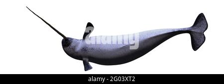 Narwhal, Monodon Camelopardalis auf weißem Hintergrund Stockfoto