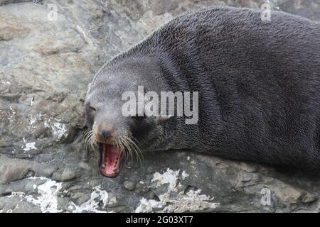 Neuseeländischer Seebär / Neuseeländischer Seehund / Arctocephalus forsteri Stockfoto