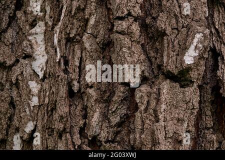 Textur aus tief rissiger Rinde einer wirklich alten Birke als Hintergrund. Stockfoto