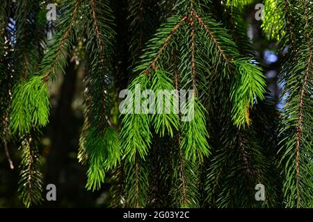 Ein Zweig aus europäischer Fichte oder Picea abies mit jungen Trieben. Sorte Virgata oder Schlangenzweig Fichte. Stockfoto