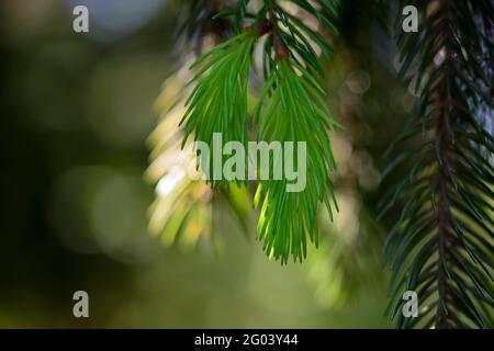 Ein Zweig aus europäischer Fichte oder Picea abies mit jungen Trieben. Sorte Virgata oder Schlangenzweig Fichte. Stockfoto