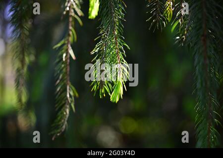 Ein Zweig aus europäischer Fichte oder Picea abies mit jungen Trieben. Sorte Virgata oder Schlangenzweig Fichte. Stockfoto