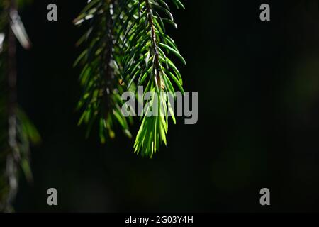 Ein Zweig aus europäischer Fichte oder Picea abies mit jungen Trieben. Sorte Virgata oder Schlangenzweig Fichte. Stockfoto