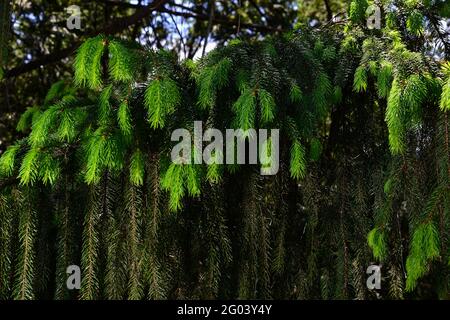 Ein Zweig aus europäischer Fichte oder Picea abies mit jungen Trieben. Sorte Virgata oder Schlangenzweig Fichte. Stockfoto