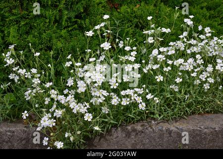 Weiße Blüten Phlox im Garten an einem sonnigen Tag. Weicher, unscharfer selektiver Fokus Stockfoto