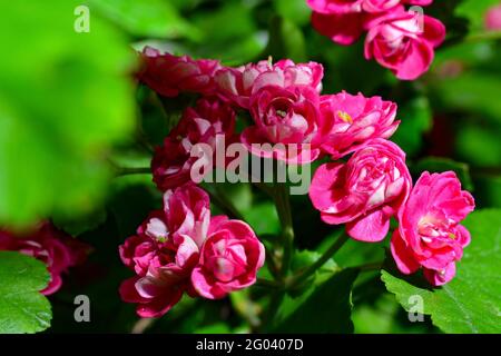 Weißdorn gemeinsame rosa Blüte, lebendige rosa Blüten auf grünen Blättern Hintergrund. Makro-Aufnahme mit selektivem Fokus auf Blumen. Stockfoto