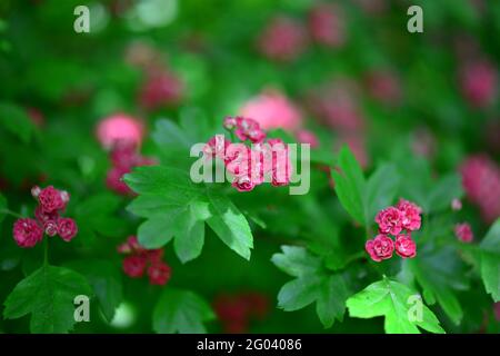 Weißdorn gemeinsame rosa Blüte, lebendige rosa Blüten auf grünen Blättern Hintergrund. Makro-Aufnahme mit selektivem Fokus auf Blumen. Stockfoto