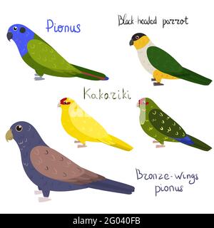 Set von Papagei - pionus, schwarz-headed, kakariki, Bronze-Flügel, in Cartoon-Stil auf weißem Hintergrund. Vektorgrafik handgezeichnete Illustration. Stock Vektor