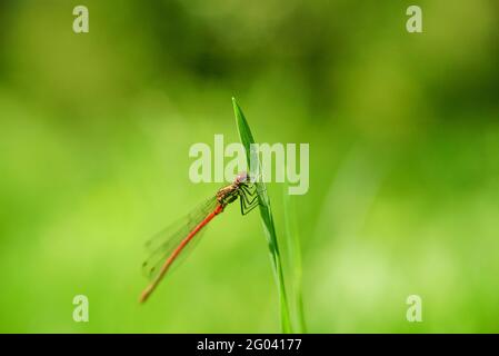 Pyrrhosoma Nymphula ruht auf Gras Stockfoto