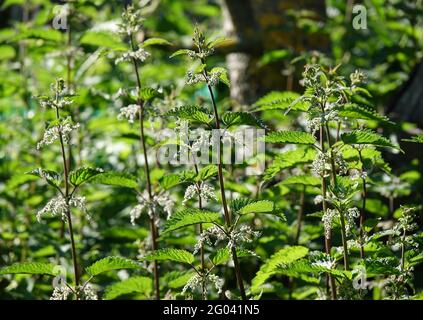 Brennnesseln Mit Samen, Urtica Dioica Im Gegenlicht Stockfoto