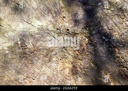 Idealer runder, abgeschnittener Baum mit Jahresringen und Rissen. Holzstruktur. Stockfoto