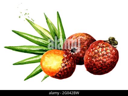 Exotische Buriti Fruit Aguaje oder Moriche Palmfrucht mauritia flexuosa. Aquarell handgezeichnete Illustration isoliert auf weißem Hintergrund Stockfoto