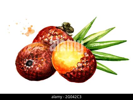 Exotische Buriti Fruit Aguaje oder Moriche Palmfrucht mauritia flexuosa. Superfood. Aquarell handgezeichnete Illustration, isoliert auf weißem Hintergrund Stockfoto