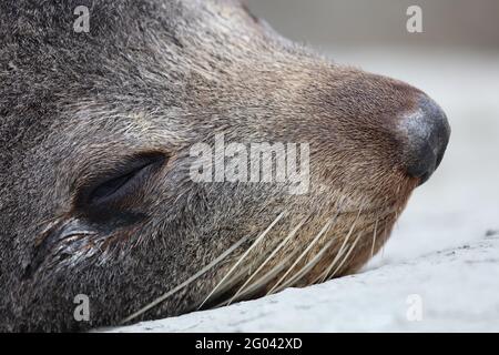 Neuseeländischer Seebär / Neuseeländischer Seehund / Arctocephalus forsteri Stockfoto