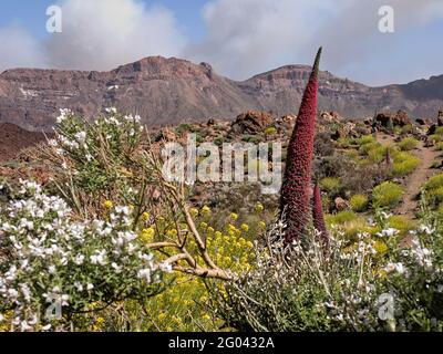 Ein großer, voll blühender endemischer Teide Taginaste ( Echium wildpretii) ist in den Canadas del Teide im Teide-Nationalpark auf der Insel T zu finden Stockfoto