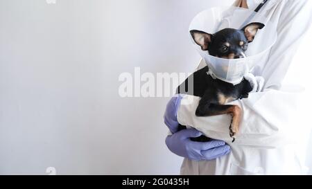 Tierarzt in weißem medizinischen Mantel und blauen Handschuhen hält klein Schwarzer Spielzeug Terrier Hund im medizinischen Kragen für Tiere auf Weißer Hintergrund, Kopierbereich.Bann Stockfoto