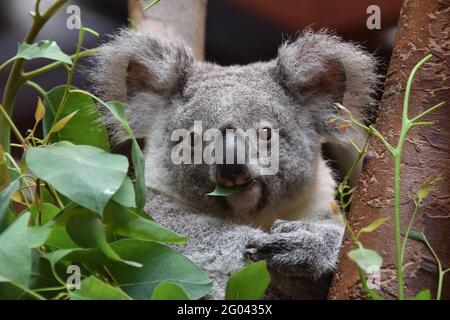 Junger Koala (Phascolarctos Cinereous) Mit einem überraschten Blick direkt in die Kamera Eukalyptusblätter essen Stockfoto