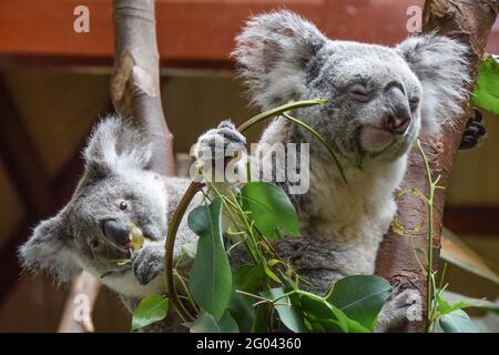 Zwei Koalas (Phascolarctos Cinereous) Sitzt in einem Baum, während er Eukalyptusblätter isst Stockfoto