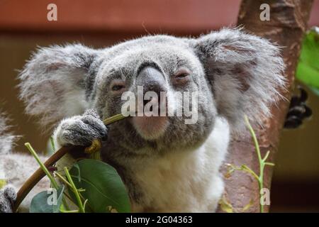 Koala (Phascolarctos Cinereous) Blick direkt in die Kamera mit einem schmierigen Blick, während Eukalyptusblätter essen Stockfoto