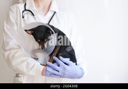 Tierarzt in weißem medizinischen Mantel und blauen Handschuhen hält klein Schwarzer Spielzeug Terrier Hund im medizinischen Kragen für Tiere auf Weißer Hintergrund, Kopierbereich.Bann Stockfoto