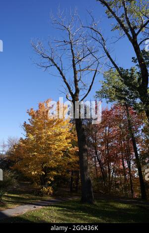 In Trois-Rivieres, Quebec, Kanada, sitzt ein Rabe auf einem blattlosen Baum unter bunten Bäumen Stockfoto