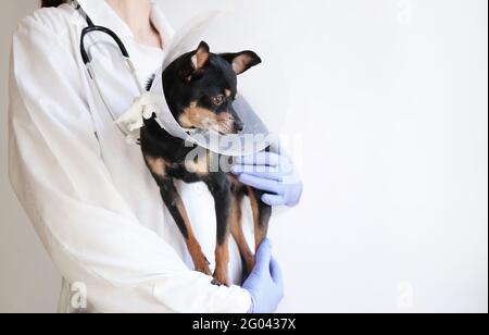 Tierarzt in weißem medizinischen Mantel und blauen Handschuhen hält klein Schwarzer Spielzeug Terrier Hund im medizinischen Kragen für Tiere auf Weißer Hintergrund, Kopierbereich.Bann Stockfoto