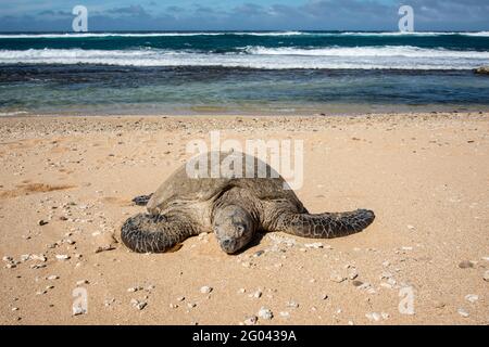 Maui, Hawaii. Hawaiianische grüne Meeresschildkröte (Chelonia mydas), die am Strand neben dem pazifischen Ozean ruht. Stockfoto