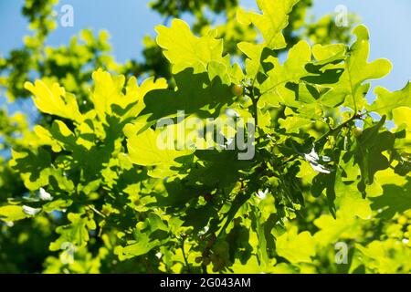 Blick nach oben durch englische Eichenzweige und neues Wachstum von Frühlingsblättern. Sonnenlicht und das Chlorophyll in den Blättern ermöglichen die Photosynthese. Öffentlicher Park. London. VEREINIGTES KÖNIGREICH. (123) Stockfoto