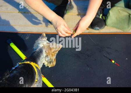 Fischer bereitet Angelrute. Ein nicht erkennbarer Mensch legt einen Köder auf einen Haken, während ein Yorkshire Terrier Hund genau zuschaut, wie er sich darauf vorbereitet Stockfoto