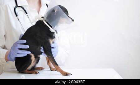 Tierarzt in weißem medizinischen Mantel und blauen Handschuhen hält klein Schwarzer Spielzeug Terrier Hund im medizinischen Kragen für Tiere auf Weißer Hintergrund, Kopierbereich.Bann Stockfoto