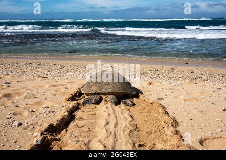 Maui, Hawaii. Die hawaiianische grüne Meeresschildkröte (Chelonia mydas) hinterlässt einen Pfad im Sand, während sie sich nach einer Pause am Strand zum Meer aufmacht. Stockfoto