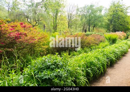 Im Inneren der Isabella Plantage mit Pflanzengrenze / Grenzen zu den Beeten und Pfad. Richmond Park. VEREINIGTES KÖNIGREICH. Die Isabella Plantation enthält viele saure Bodenpflanzen wie Rhododendron Azaleen und Kamelien. (123) Stockfoto