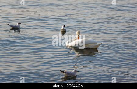 Schöner weißer Schwan schwimmt auf dem See und reinigt ihn Federn mehrere Möwen sind im Bild zu sehen Stark auf den Schwan während konzentriert Stockfoto