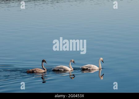 Vadnais Heights, Minnesota. Vadnais Lake Regional Park. Ein Paar Trompeter Swans; Cygnus buccinator mit ihrem jungen jungen Schwan, der auf einen Meilen folgt Stockfoto