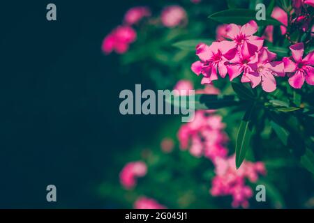 Rosafarbene Oleander-Blüten mit frischen, saftig grünen Blättern Stockfoto