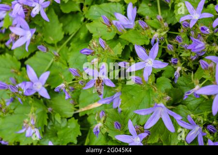 Viele violette Glockenblumen und grüne Blätter. Campanula mit einer Biene (apis) im Hintergrund. Nahaufnahme Stockfoto